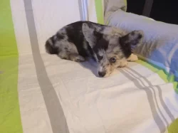 Welsh Corgi - fenečka