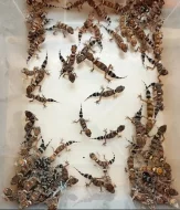 Prodej pagekon miliův / Underwoodisaurus milii