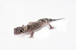 Prodej pagekon miliův / Underwoodisaurus milii