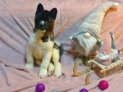 Americká akita s průkazem původu