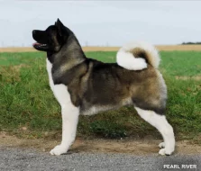 Americká akita s průkazem původu