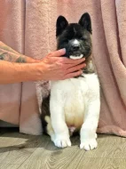 Americká akita s průkazem původu