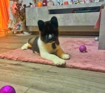 Americká akita s průkazem původu