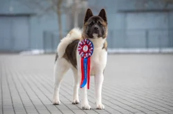 Americká akita s průkazem původu