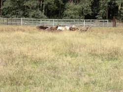 Kamerunská březí a zdarma beran