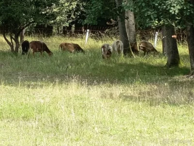 Kamerunská březí a zdarma beran