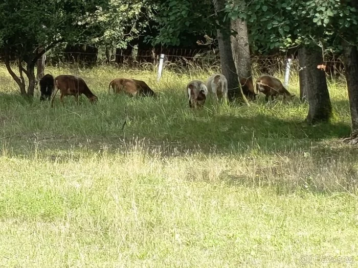 Kamerunská březí a zdarma beran