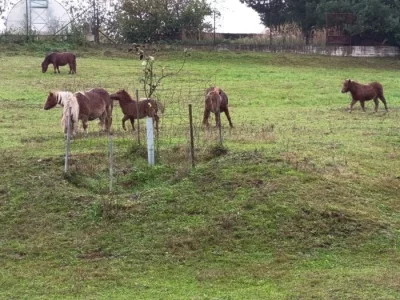 Pony klisna schetland