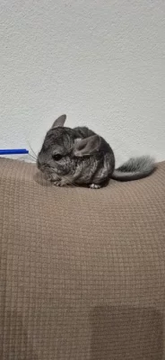 Dvouměsíční sameček