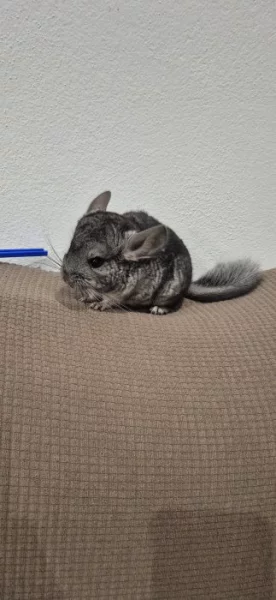 Dvouměsíční sameček