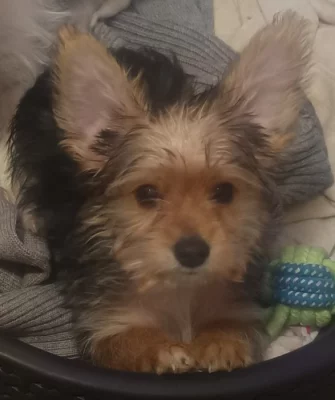 Jorkšírský teriér kluk 2,5 mesice