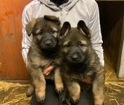 Německý ovčák - štěňata s PP
