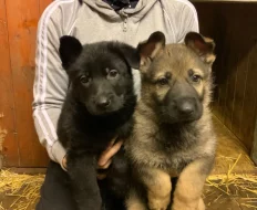 Německý ovčák - štěňata s PP