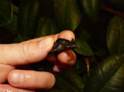 Klapavka obecná (Sternotherus odoratus)