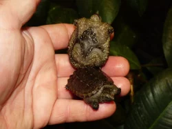 Kajmanka dravá (Chelydra serpentina)