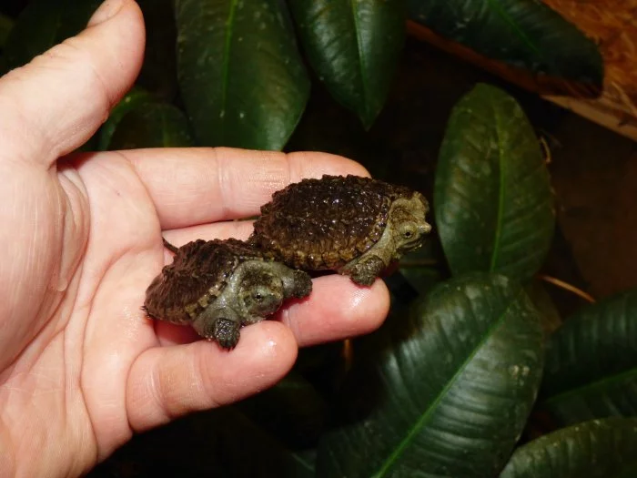 Kajmanka dravá (Chelydra serpentina)