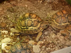 Želva pardálí (Stigmochelys pardalis)