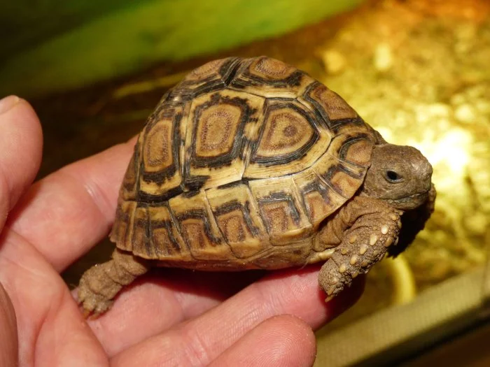 Želva pardálí (Stigmochelys pardalis)