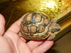 Želva pardálí (Stigmochelys pardalis)