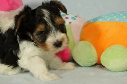 Krásní Biewer Yorkshire teriéři hledají své trvalé domovy