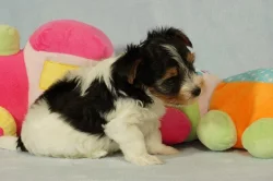 Krásní Biewer Yorkshire teriéři hledají své trvalé domovy