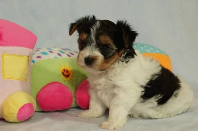 Krásní Biewer Yorkshire teriéři hledají své trvalé domovy