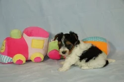 Krásní Biewer Yorkshire teriéři hledají své trvalé domovy