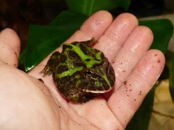 Rohatka Cranwellova (Ceratopris cranwelli)