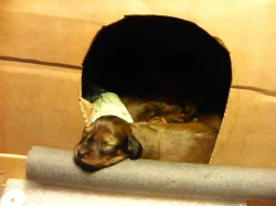 Štěňata jezevčíka dlouhosrstého