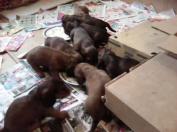 Štěňata jezevčíka dlouhosrstého