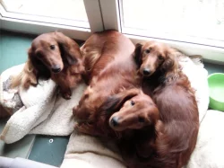 Štěňata jezevčíka dlouhosrstého