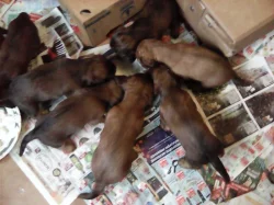 Štěňata jezevčíka dlouhosrstého