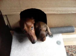 Štěňata jezevčíka dlouhosrstého