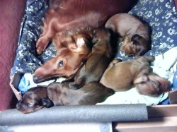 Štěňata jezevčíka dlouhosrstého