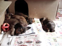 Štěňata jezevčíka dlouhosrstého