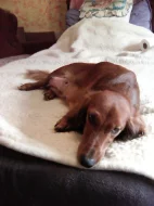 Štěňata jezevčíka dlouhosrstého