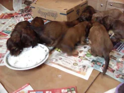 Štěňata jezevčíka dlouhosrstého