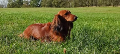 Štěňata jezevčíka dlouhosrstého