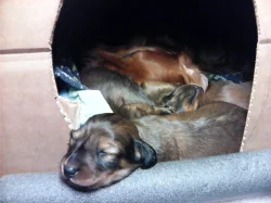 Štěňata jezevčíka dlouhosrstého