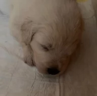 Slovenský čuvač - štěňátka s PP