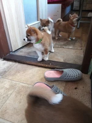 Prodám štěňátka