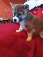 Prodám štěňátka