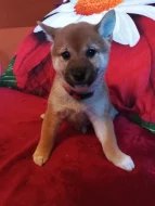 Prodám štěňátka