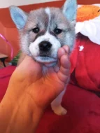 Prodám štěňátka