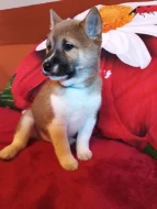 Prodám štěňátka