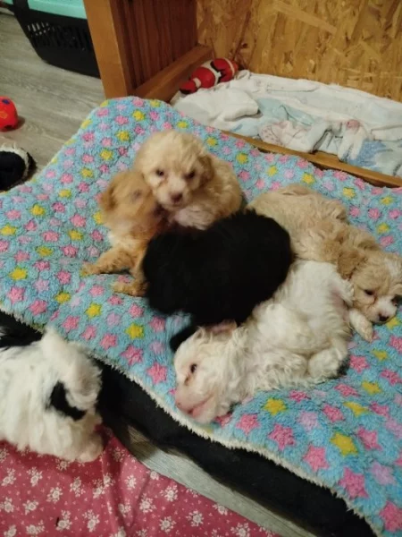 Ruská barevná bolonka štěňata s PP