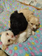 Ruská barevná bolonka štěňata s PP