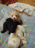 Ruská barevná bolonka štěňata s PP