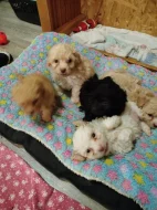 Ruská barevná bolonka štěňata s PP