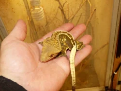 Pagekon řasnatý (Coreolophus ciliatus)